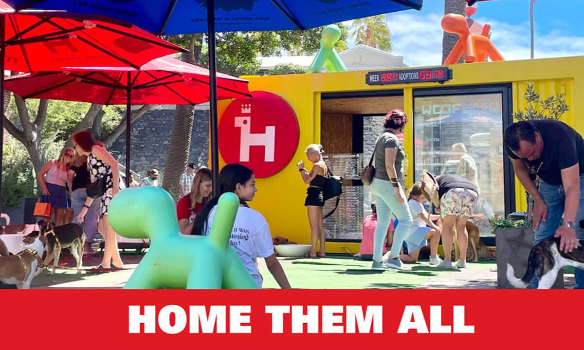 Woof Project Cape Town